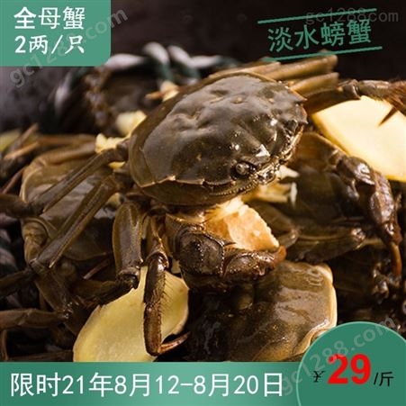 8月11到20日潜江鲜活大闸蟹六月黄淡水螃蟹2两规格全母蟹29/斤30斤起售