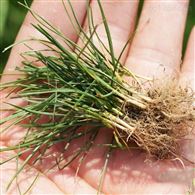 边坡护坡绿化工程草种 早熟禾草种子 发芽率草量大易种可试种