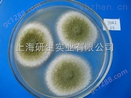 米曲菌生长条件