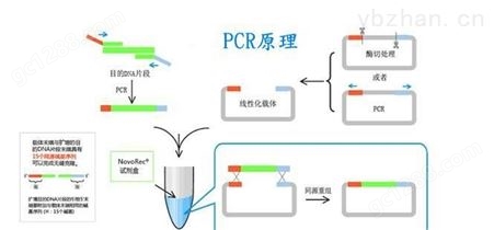 衣氏放线菌PCR检测试剂盒厂家