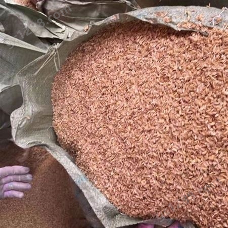 工业燃料使用稻壳 干燥性好起燃速度快 质优价廉 早春农产品