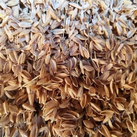 工厂供应 植被种植保温覆盖稻壳 颗粒分明柔软性好 早春农产品
