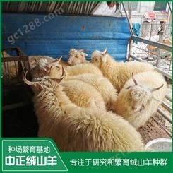 盖州绒山羊养殖场培育种母羊 繁殖高