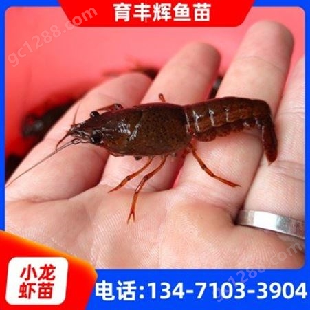 南宁小龙虾苗批发厂家 淡水小龙虾价格5-6公分