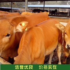 圈养成年繁育脱温鲁西黄牛种牛羊 指导养殖 体形健壮