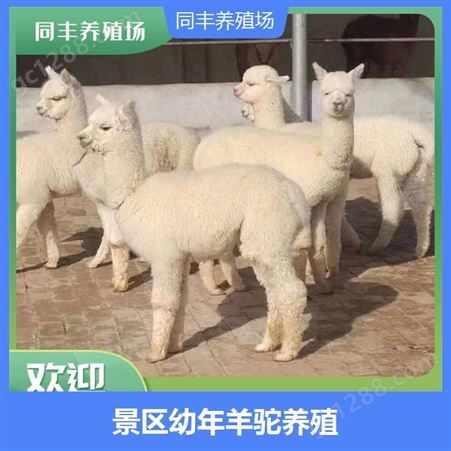 观赏展览大型羊驼 采食量不大 两耳竖立 脖颈细长