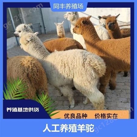 观赏展览大型羊驼 适应性较强 毛发轻盈柔软富有弹性