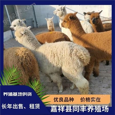 羊驼养殖基地 采食量不大 易于集中是群居动物