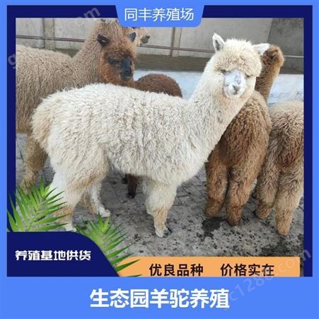 观赏展览大型羊驼 适应性较强 毛发轻盈柔软富有弹性