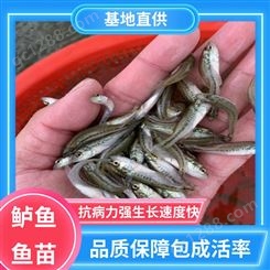 鲈鱼鱼苗出售 2-5cm 快大少病害 产量好 包品质 生长迅速